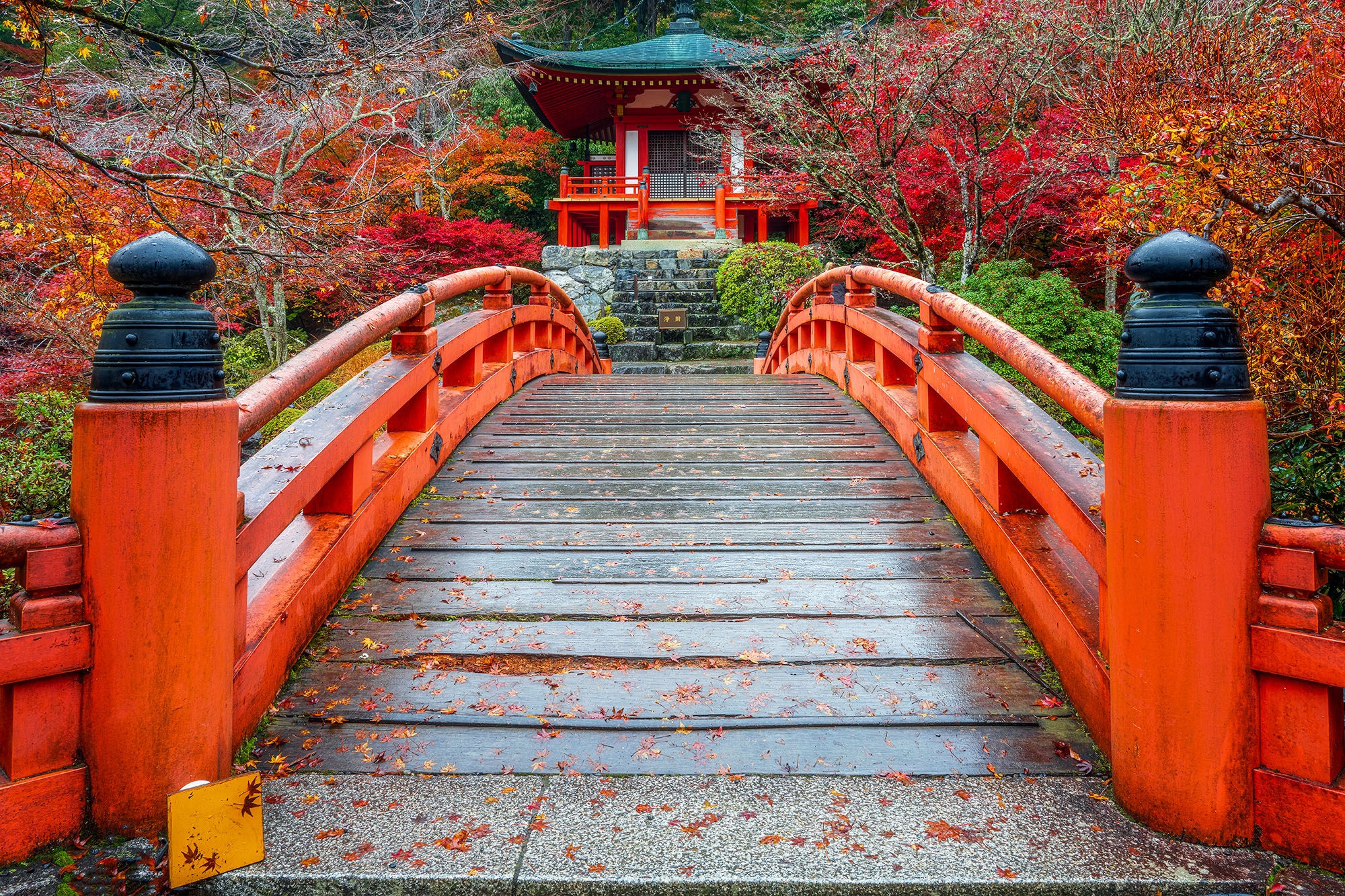 Amidst the vibrant autumn foliage, Daigo-ji Temple's main bridge beckons visitors into a world of color and culture. This image...