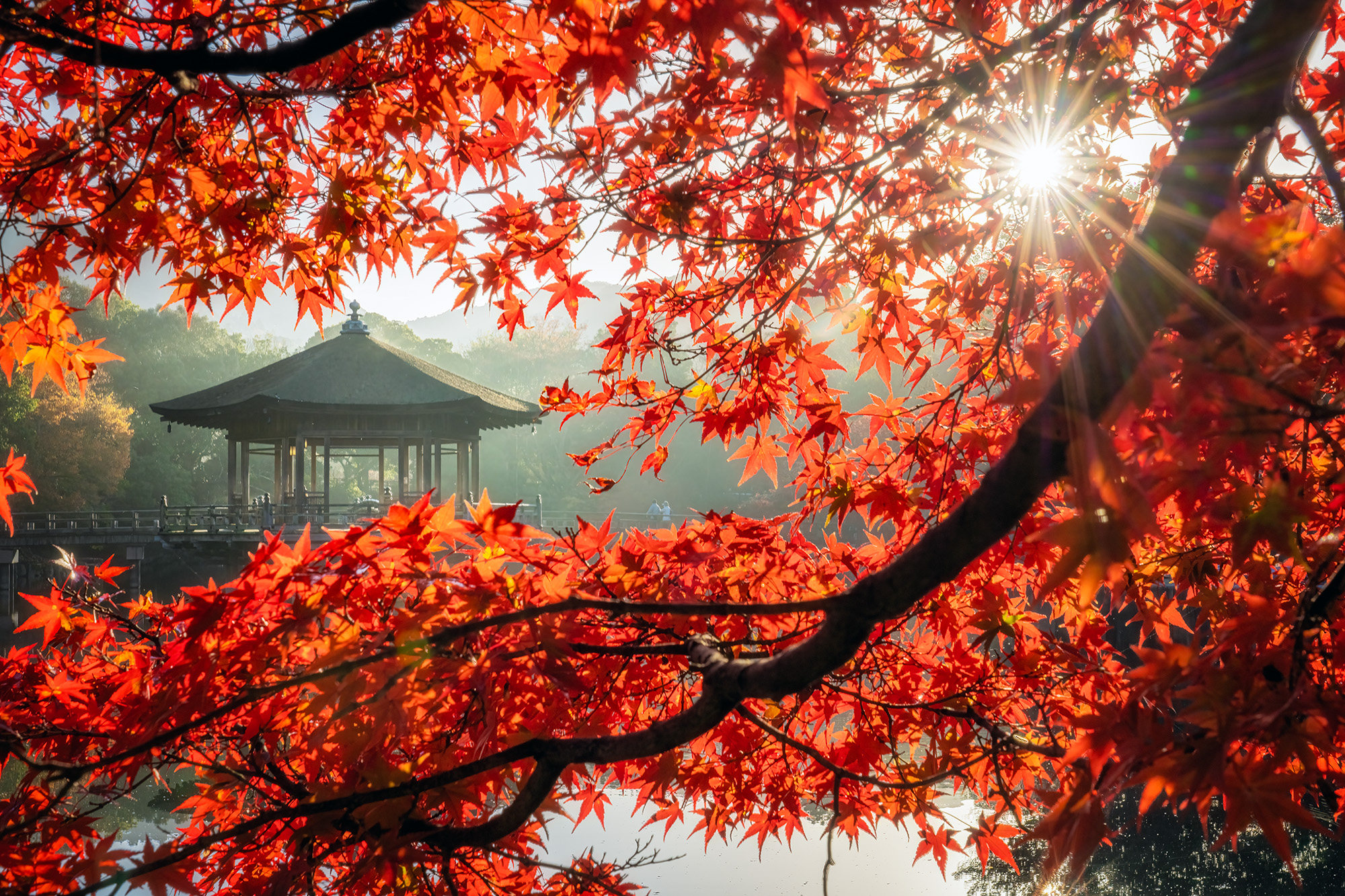 Dawning Elegance: Japanese Maple Silhouette Captured through the intricate branches of a vibrant red Japanese maple tree, the photograph is illuminated by the radiant light...
