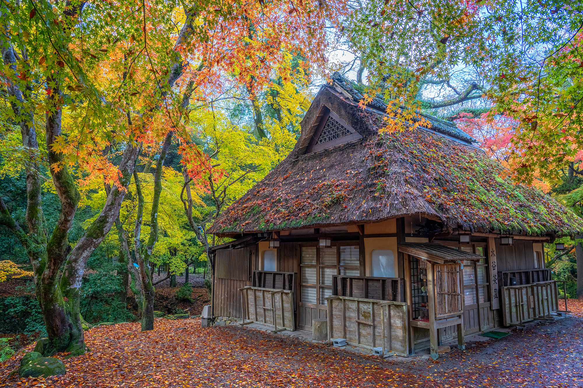 Autumn's Embrace: The Thatched House Nestled in the heart of Nara, Japan, "The Thatched House" stands as a timeless testament to tradition. This enchanting image...