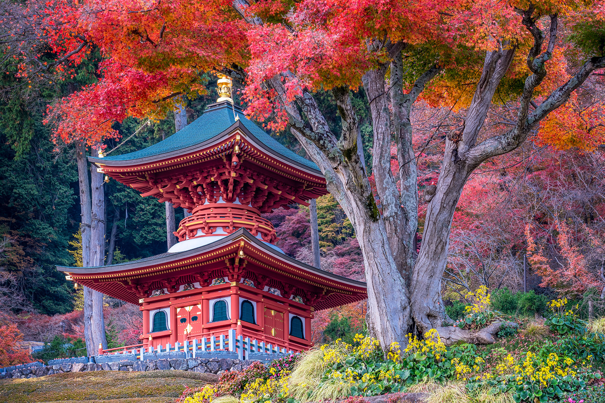 Autumn's Splendor "Autumn's Splendor" captures a breathtaking scene at Katsuo-ji Temple, Japan. Gazing uphill, a resplendent two-story red temple...