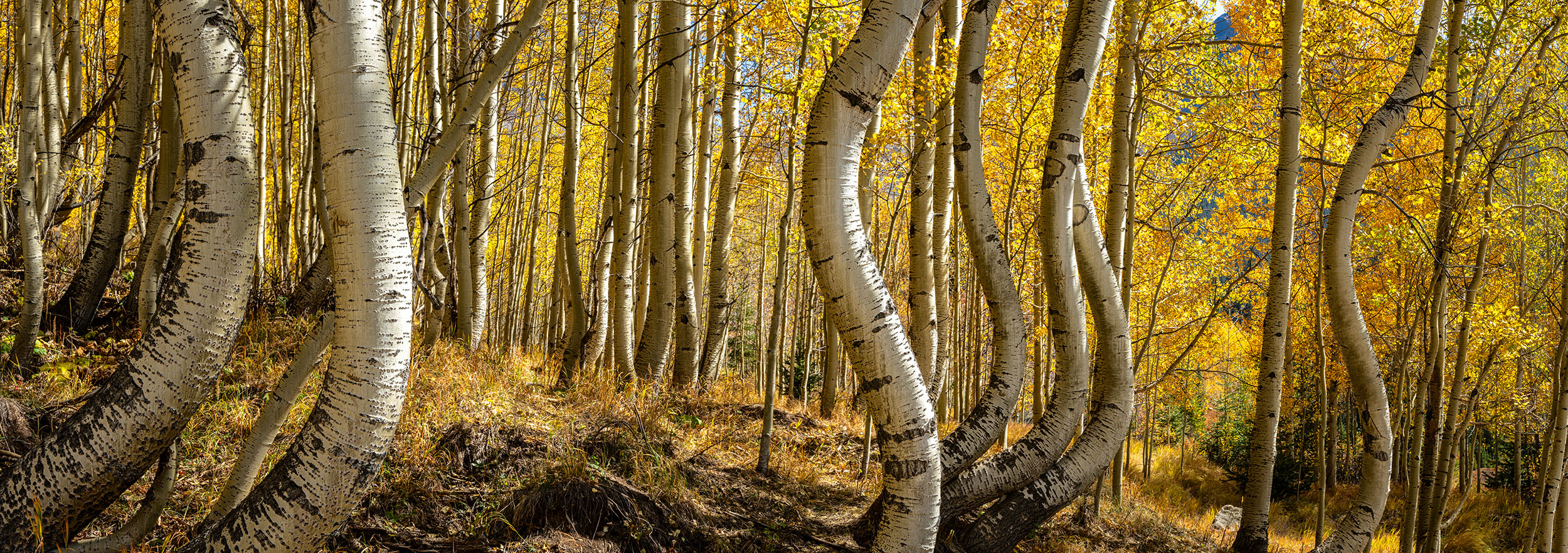 Curves of Autumn In the heart of a fall-draped forest, my lens embraced the beauty of aspen trees. This panoramic composition, stitched together...