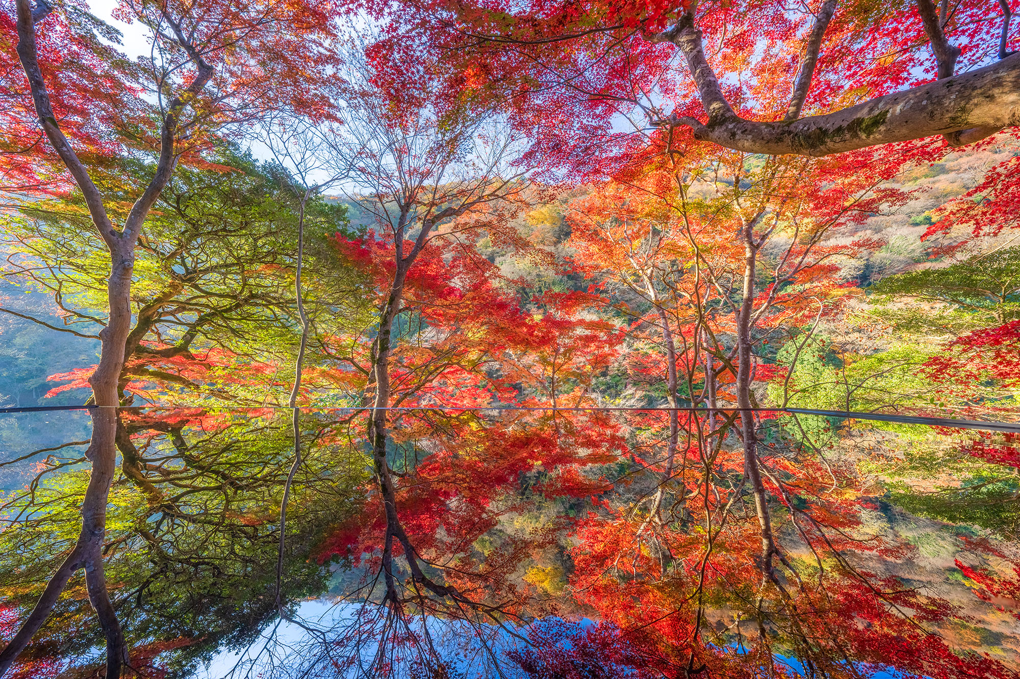 Autumn's Palette "Autumn's Palette" captures a mesmerizing scene within Kyoto's Yusai-tei Tea House, where intense fall colors create a vibrant...