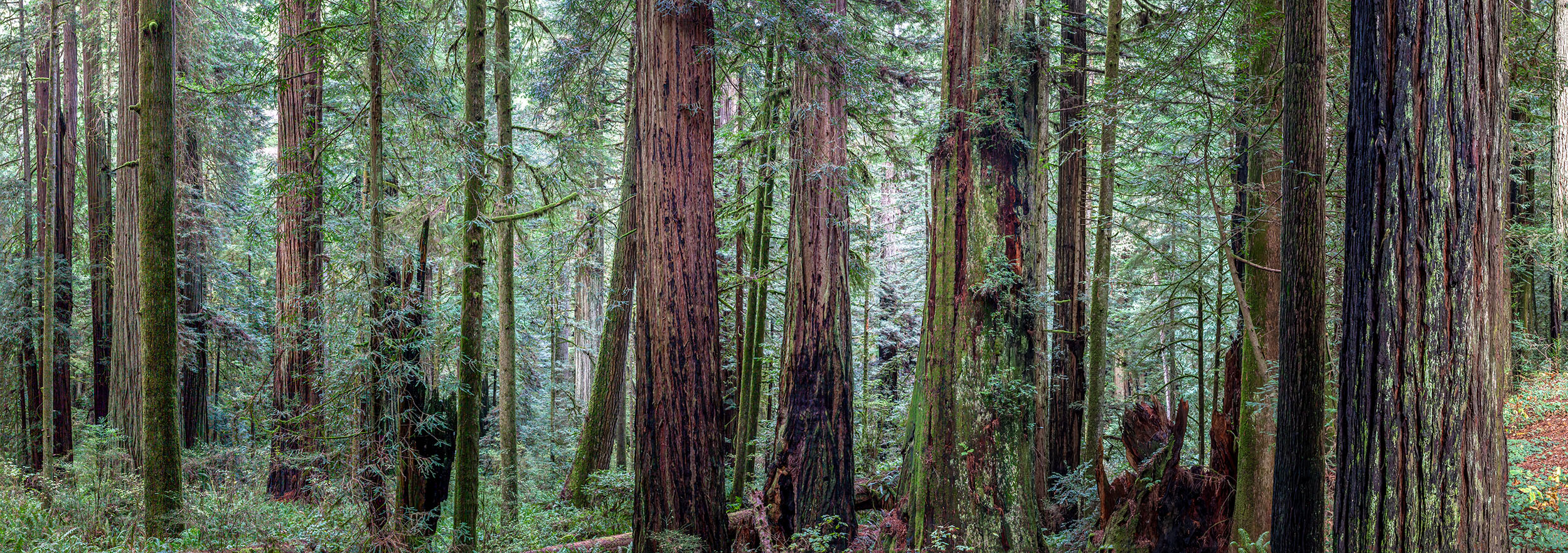 This panoramic image, captured in California's Redwoods National Park, offers a sweeping view of the forest's heart. The towering...