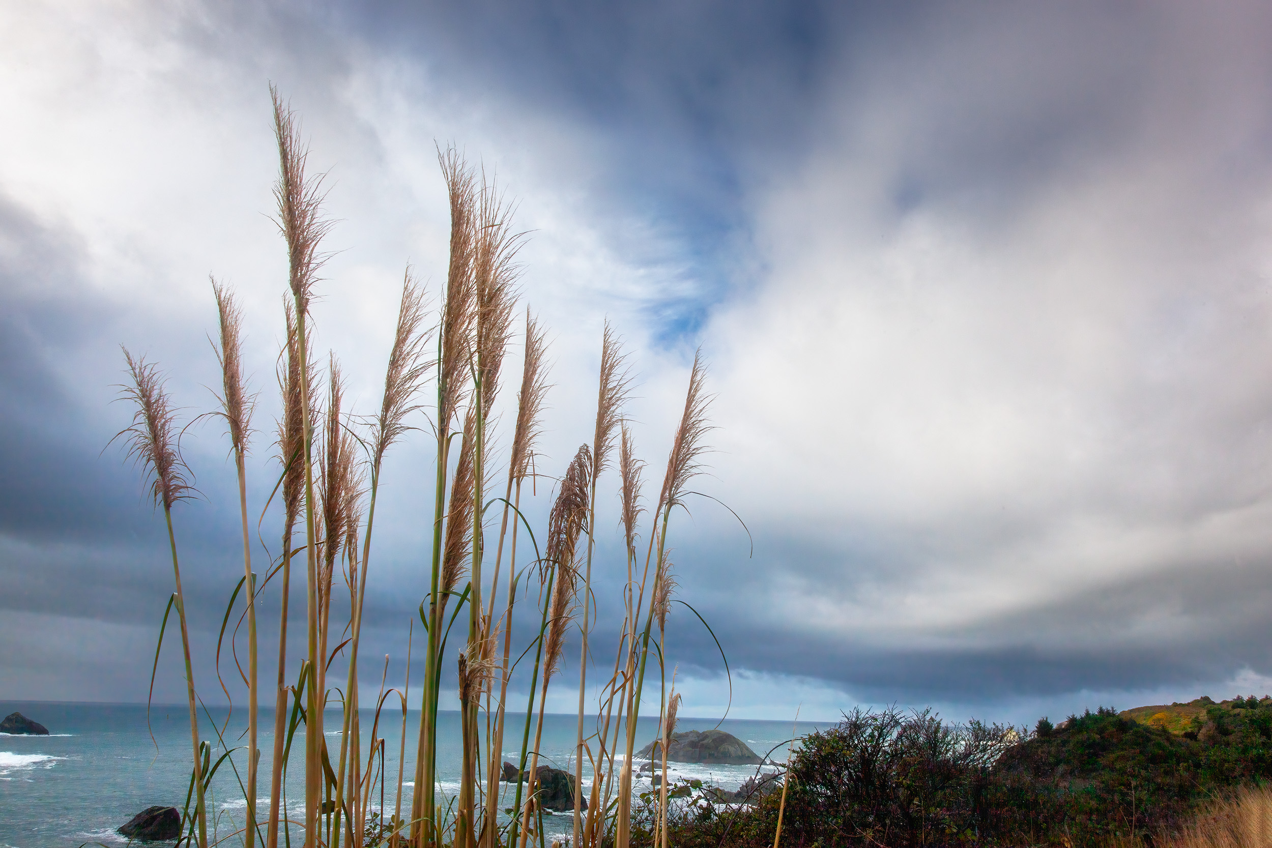 This image, taken along the Oregon coast, brings a close-up view of coastal grasses. Details of drying grass blades stand out...