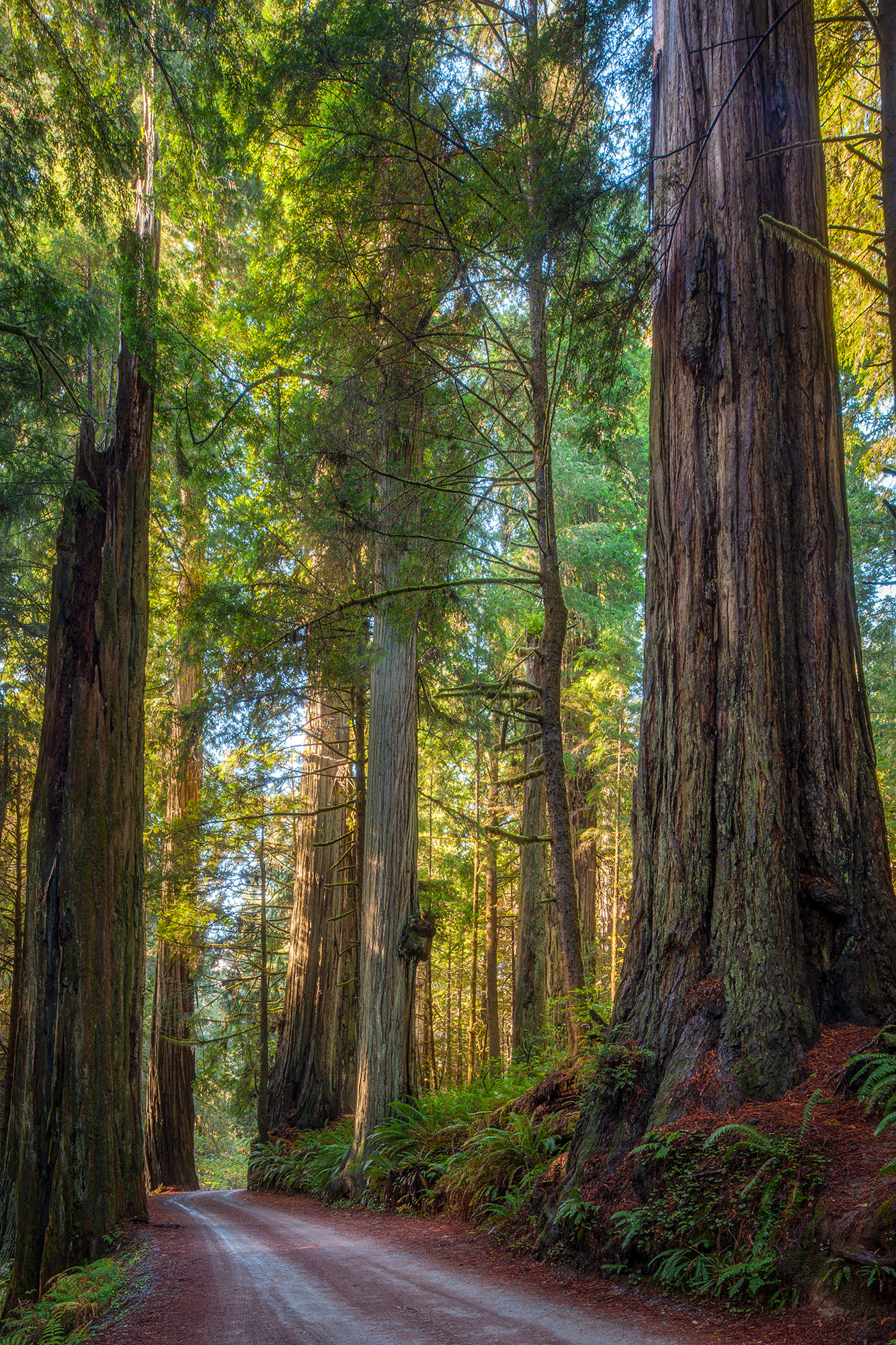 This vertical image, captured along Howland Hill Road in Jedediah Smith Redwoods State Park, California, reveals an awe-inspiring...