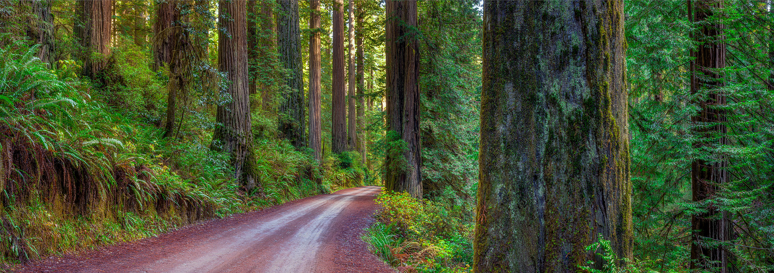 This panoramic image, taken along Howland Hill Road in Jedediah Smith Redwoods State Park, California, invites you on a captivating...