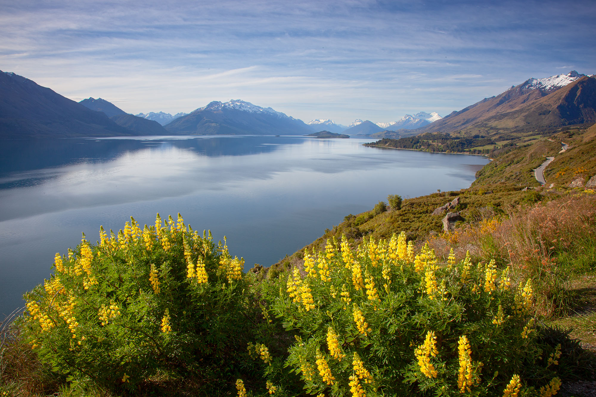 In this image, we capture the stunning beauty of Lake Wakatipu, New Zealand, adorned with vibrant yellow lupines. While journeying...