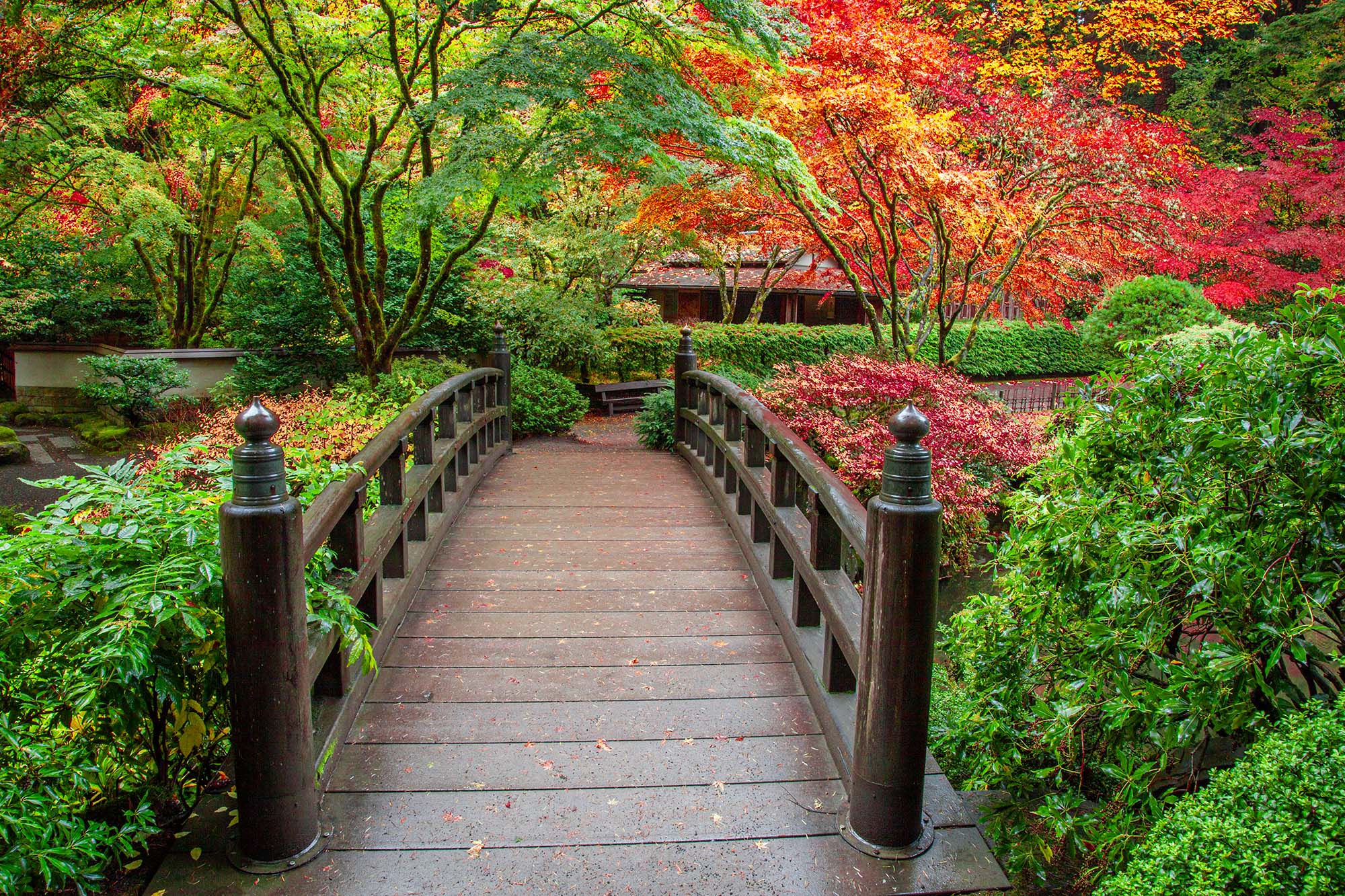 As we stand on the threshold of a wooden bridge in the Portland Japanese Garden, a vibrant world awaits us. The bridge leads...