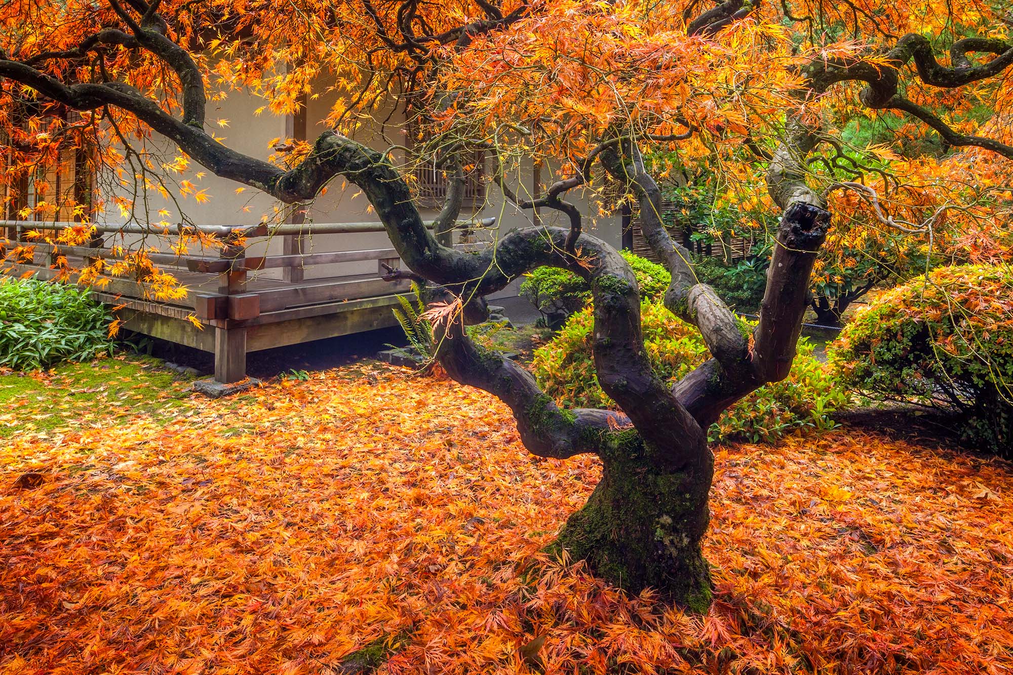 This image, set in the tranquil surroundings of the Portland Japanese Gardens in Oregon, highlights the beauty of a Japanese...