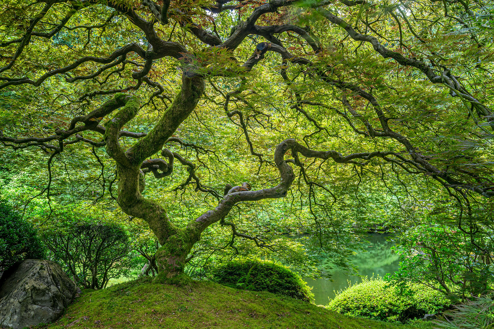 This enchanting image was captured within the lush confines of the Portland Japanese Gardens in Oregon. It showcases the renowned...