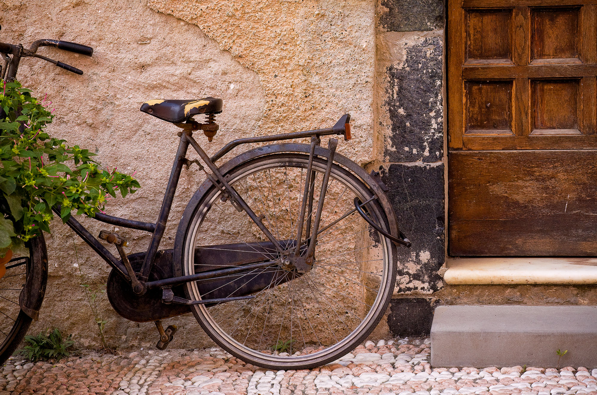 Bicycle and Limoncello Here's an image featuring the rear view of a bicycle casually propped against a weathered stucco wall in Monterosso, Italy. Veronica...