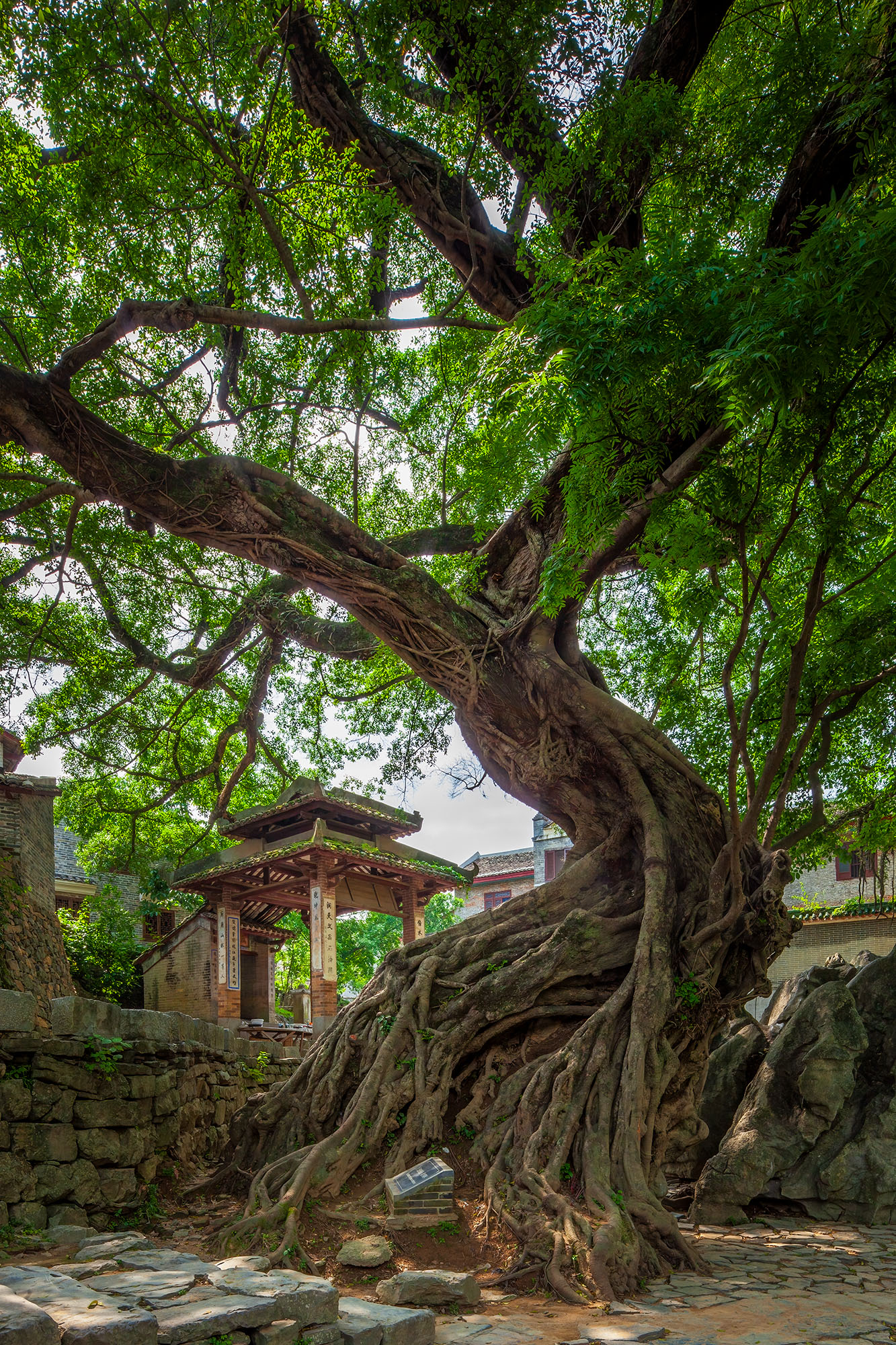 I saw several massive banyan trees during my travels in China. I found this 900 year old specimen in the thousand year old village...