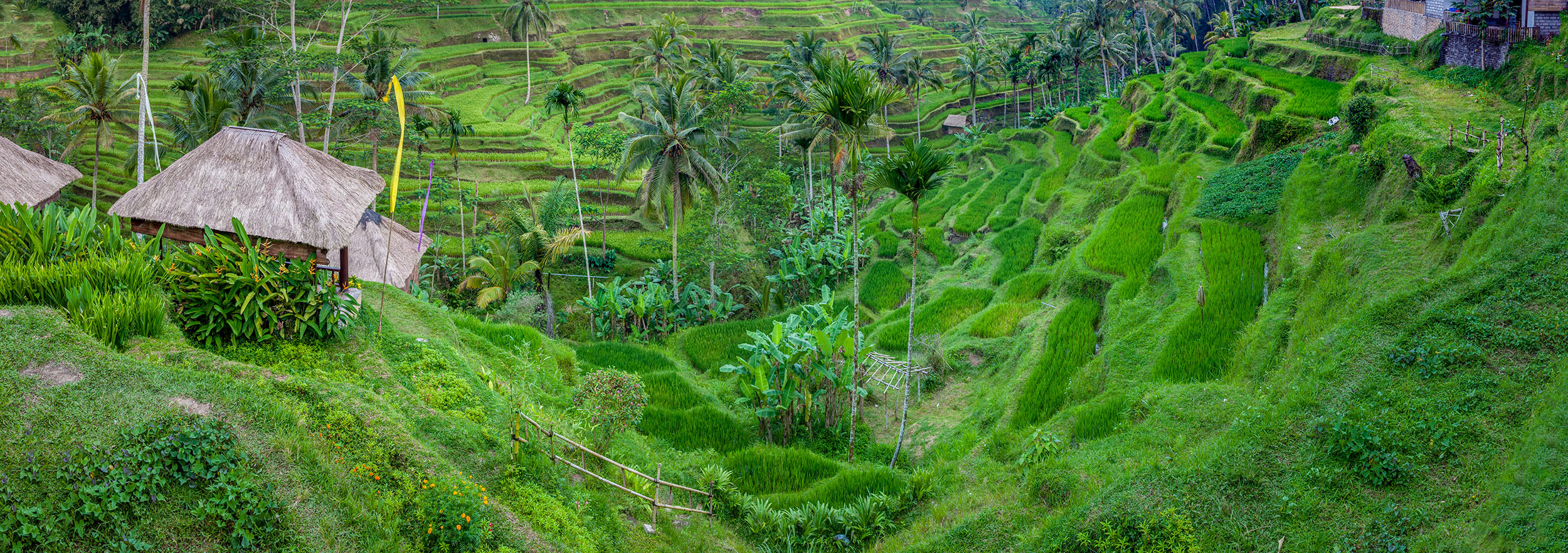 This panoramic image showcases Bali's iconic rice terraces, where lush green fields cascade in multiple layers. Nature's greenery...