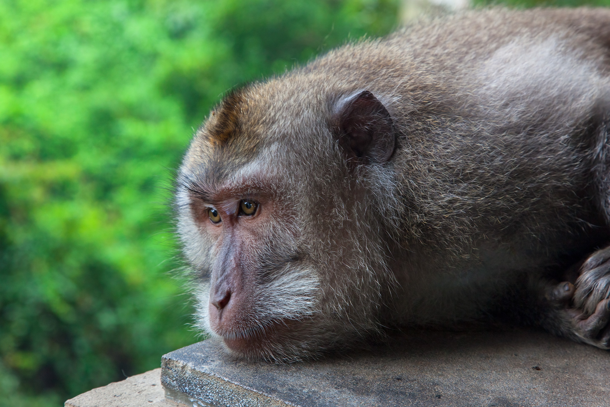 Amidst Bali's lush Ubud Monkey Forest, this image captures a vigilant monkey at rest. With a sharp focus on its fur and face...