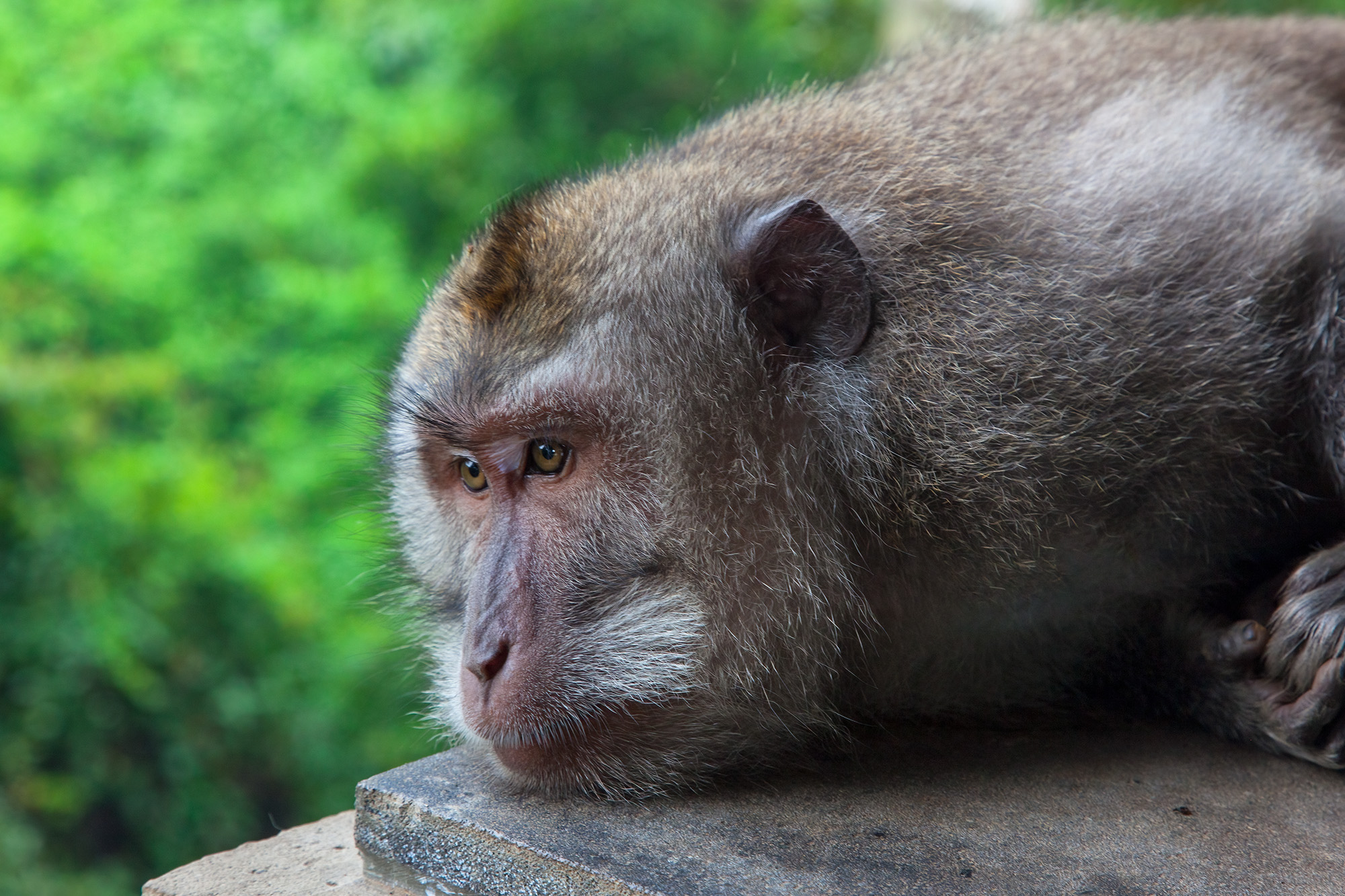 A Monkey's Gaze Amidst Bali's lush Ubud Monkey Forest, this image captures a vigilant monkey at rest. With a sharp focus on its fur and face...