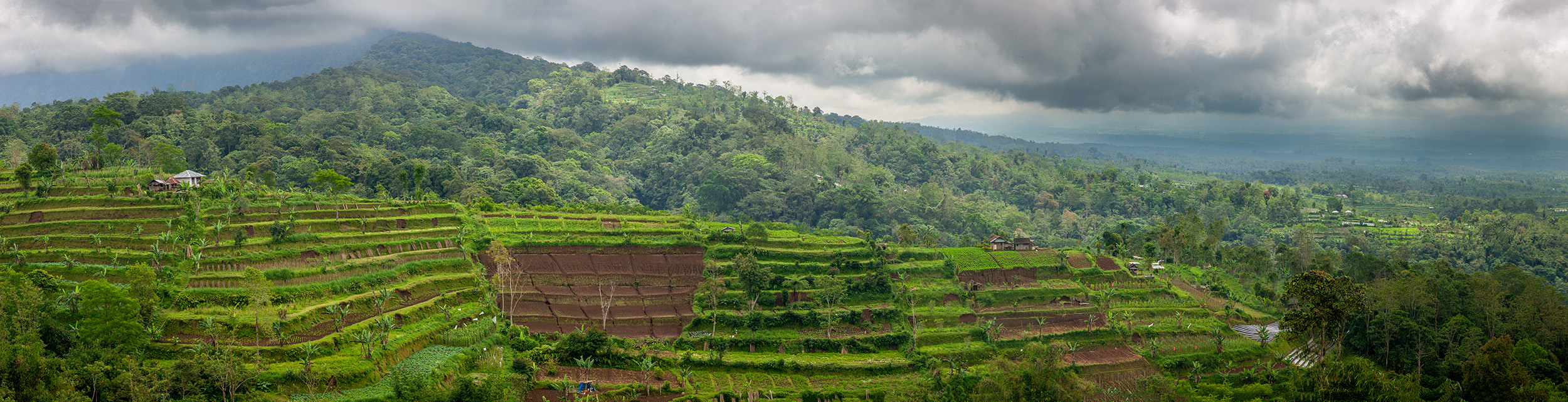 In this panoramic image, an entire hillside transforms into a lush canvas of rice terraces and gardens. Nature's bounty is on...