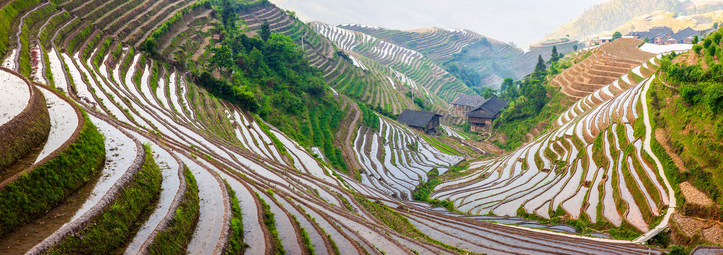 Horizons of Green This expansive photo, captured at the Longji rice terraces in Ping'an, Guangxi, China, showcases a sweeping panorama of flooded...