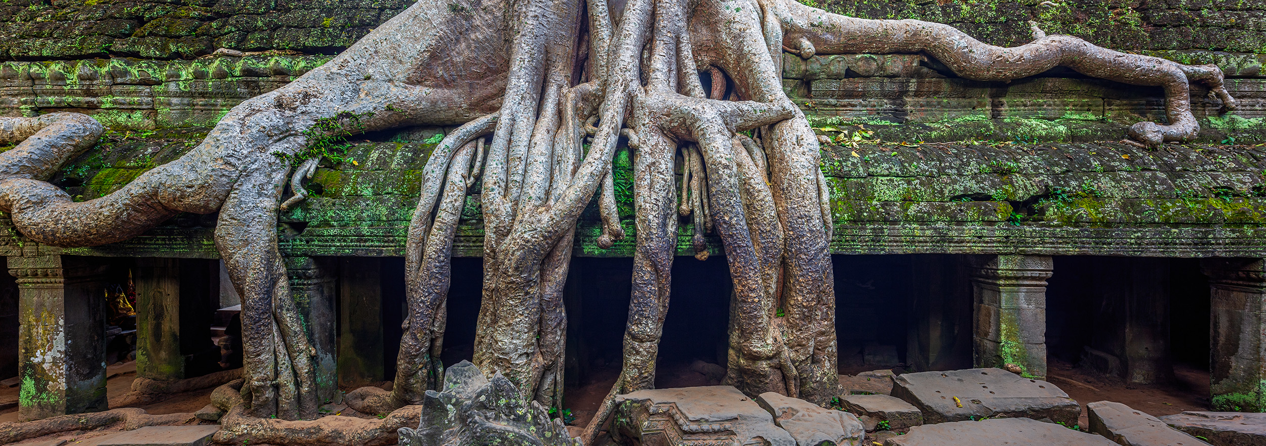 In the heart of Ta Prohm's ancient stone temple complex in Siem Reap, Cambodia, nature's relentless march takes center stage....