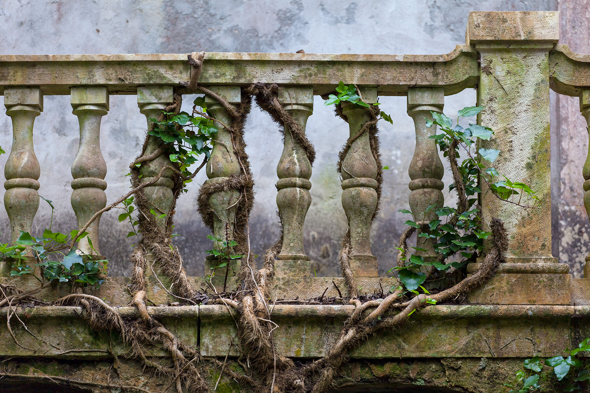 Captured in Sintra, Portugal, "Ancient Vines' Embrace" offers a poetic glimpse into the passage of time. The photograph reveals...