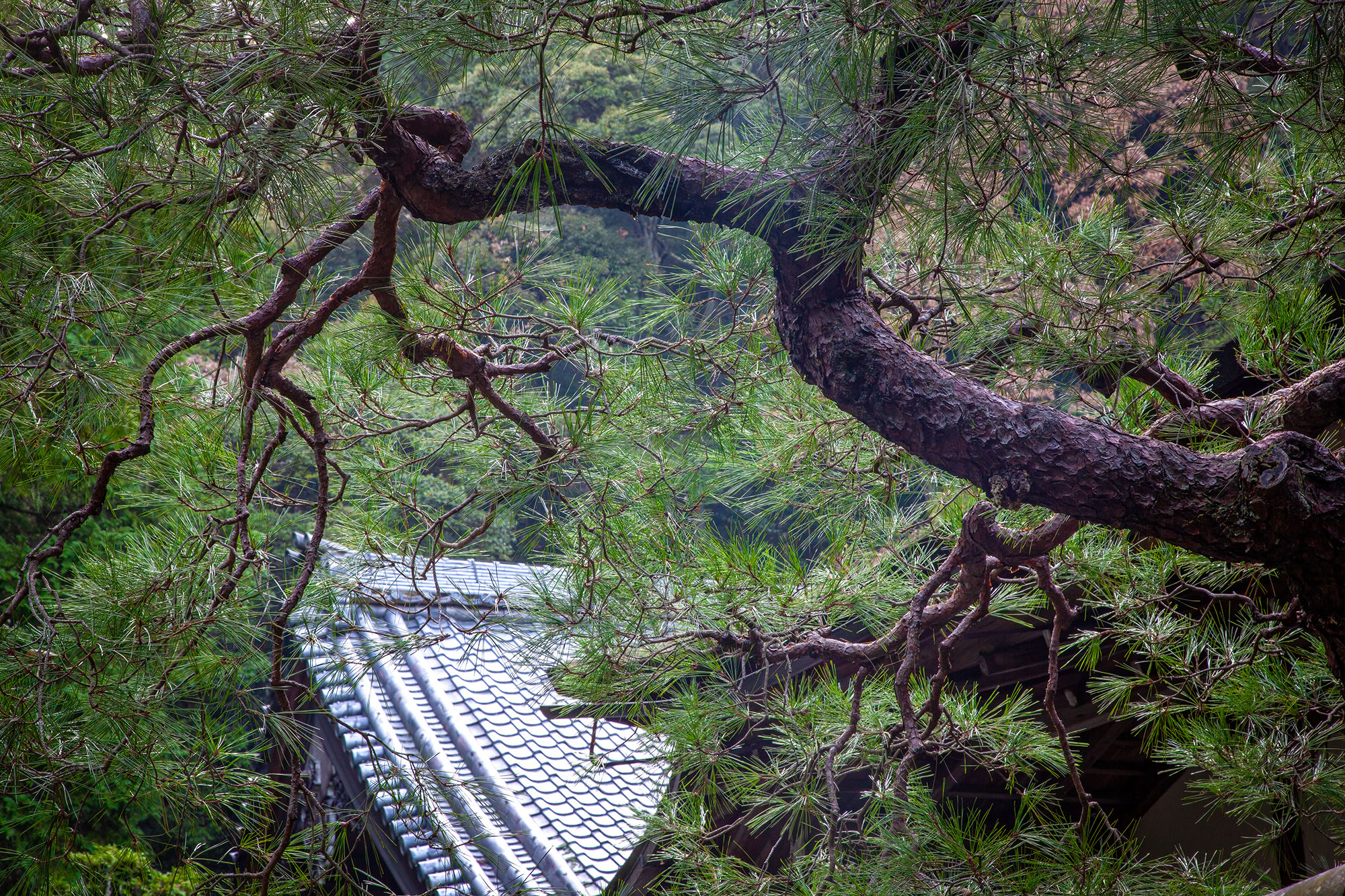 Zen Veil In the serene realm of Nanzen-Ji Temple, Kyoto, Japan, "Zen Veil" captures the essence of tranquility. Along the Philosophers...