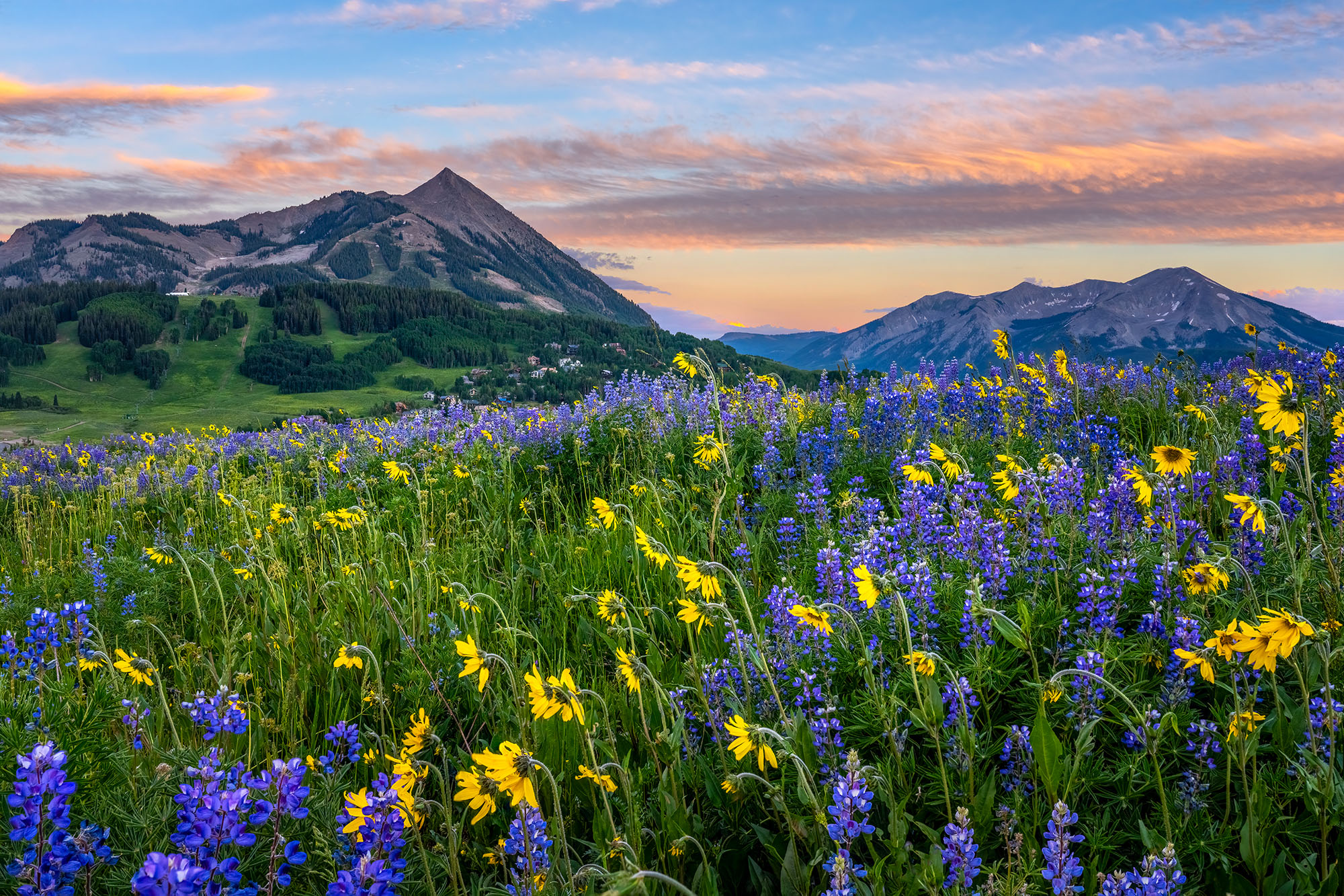 Wildflowers at Sunset Witnessing fields of wildflowers stretching from near to the horizon is a truly breathtaking sight. Captured at sunset, this...