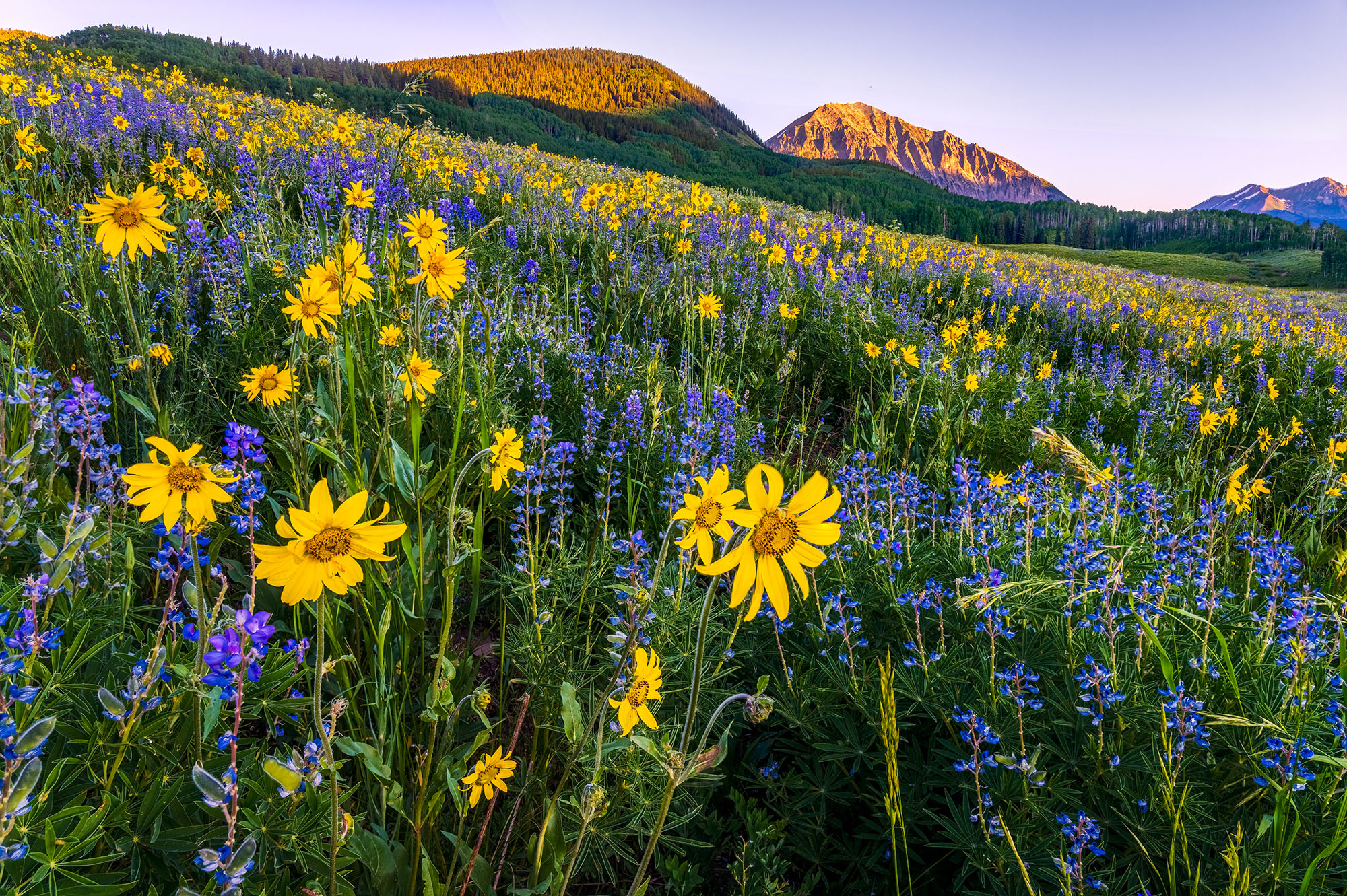 In the heart of Crested Butte, I encountered a breathtaking sight - a vast field adorned with golden sunflowers and vibrant purple...