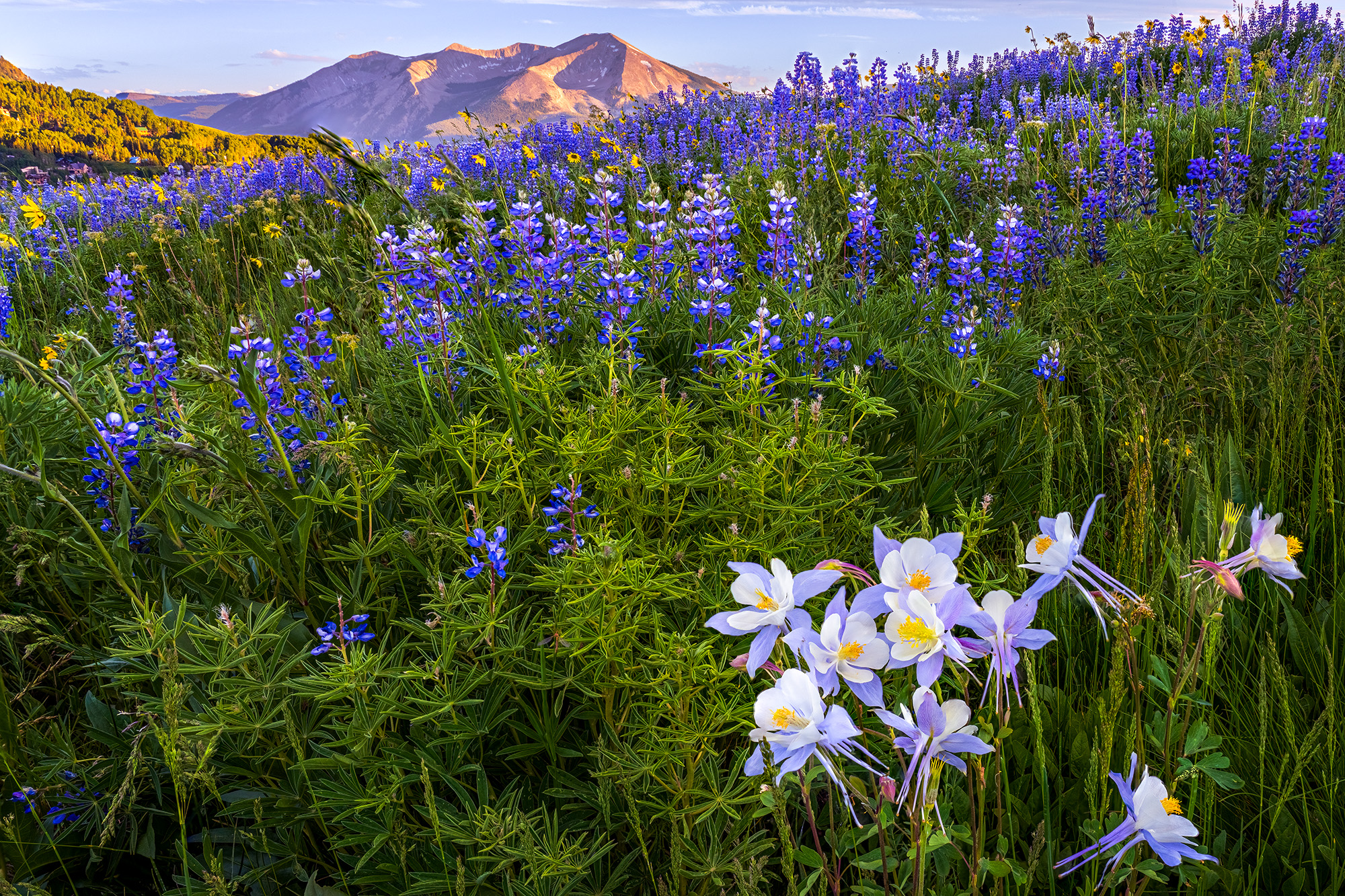 Amidst the rugged beauty of Crested Butte, Colorado, I captured a vibrant testament to nature's artistry. In this image, a profusion...