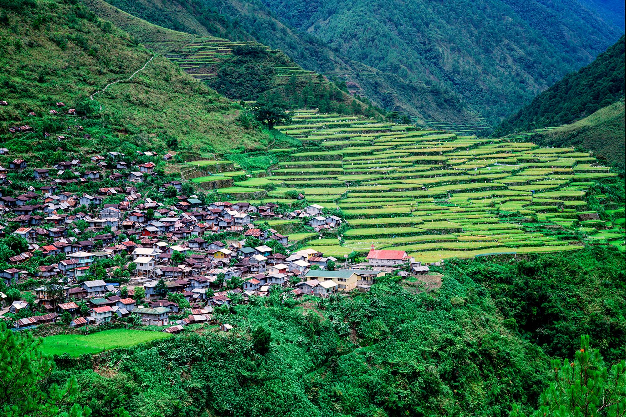 In the photograph "Bayyo's Tapestry: Philippine Rice Terraces," captured on Velvia 50 film with a Mamiya 7 camera, the intricate...