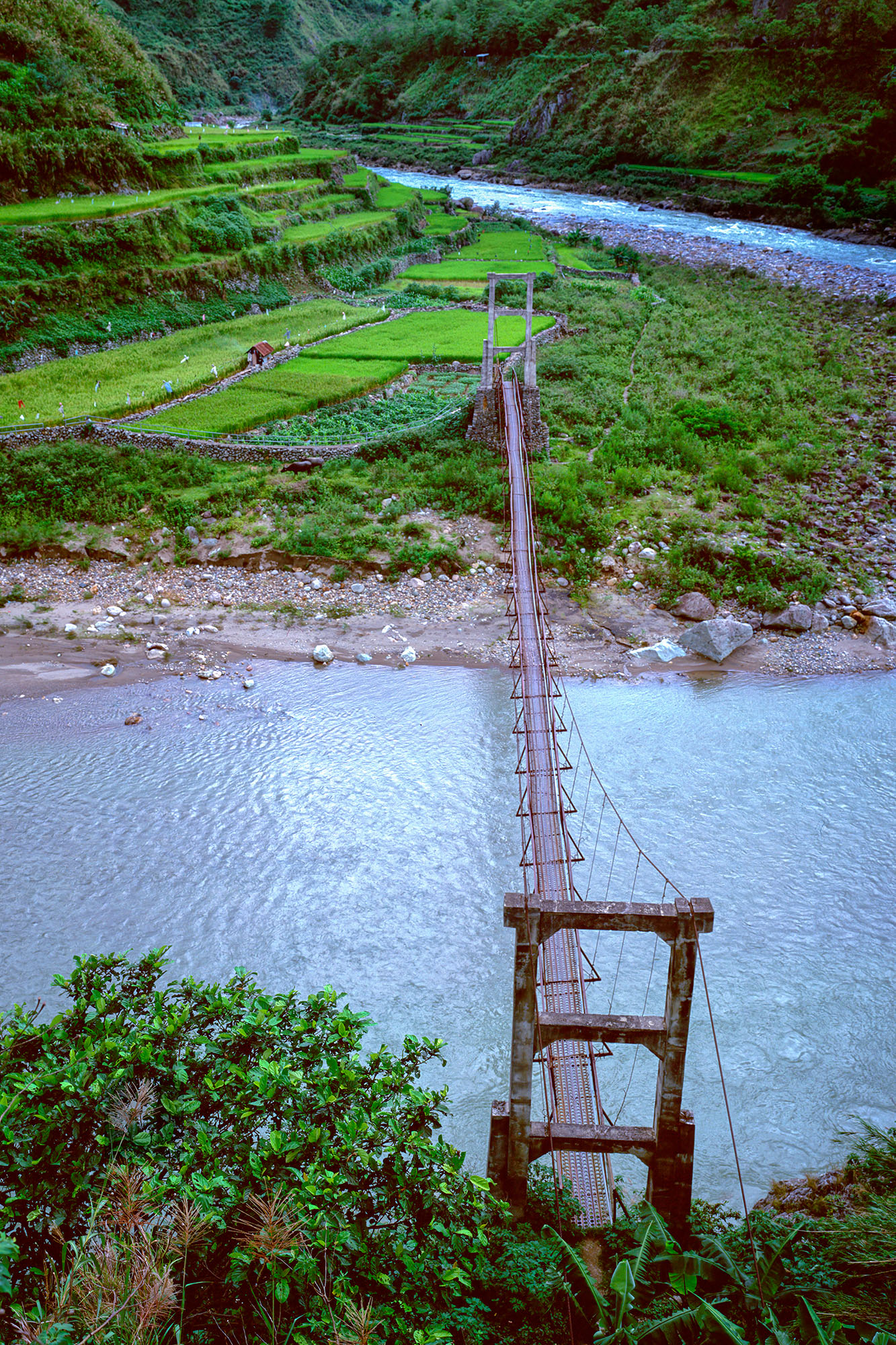 Taken with a Mamiya 7 camera on Velvia 50 film, this vertical shot captures the essence of the Banaue Rice Terraces. A long footbridge...