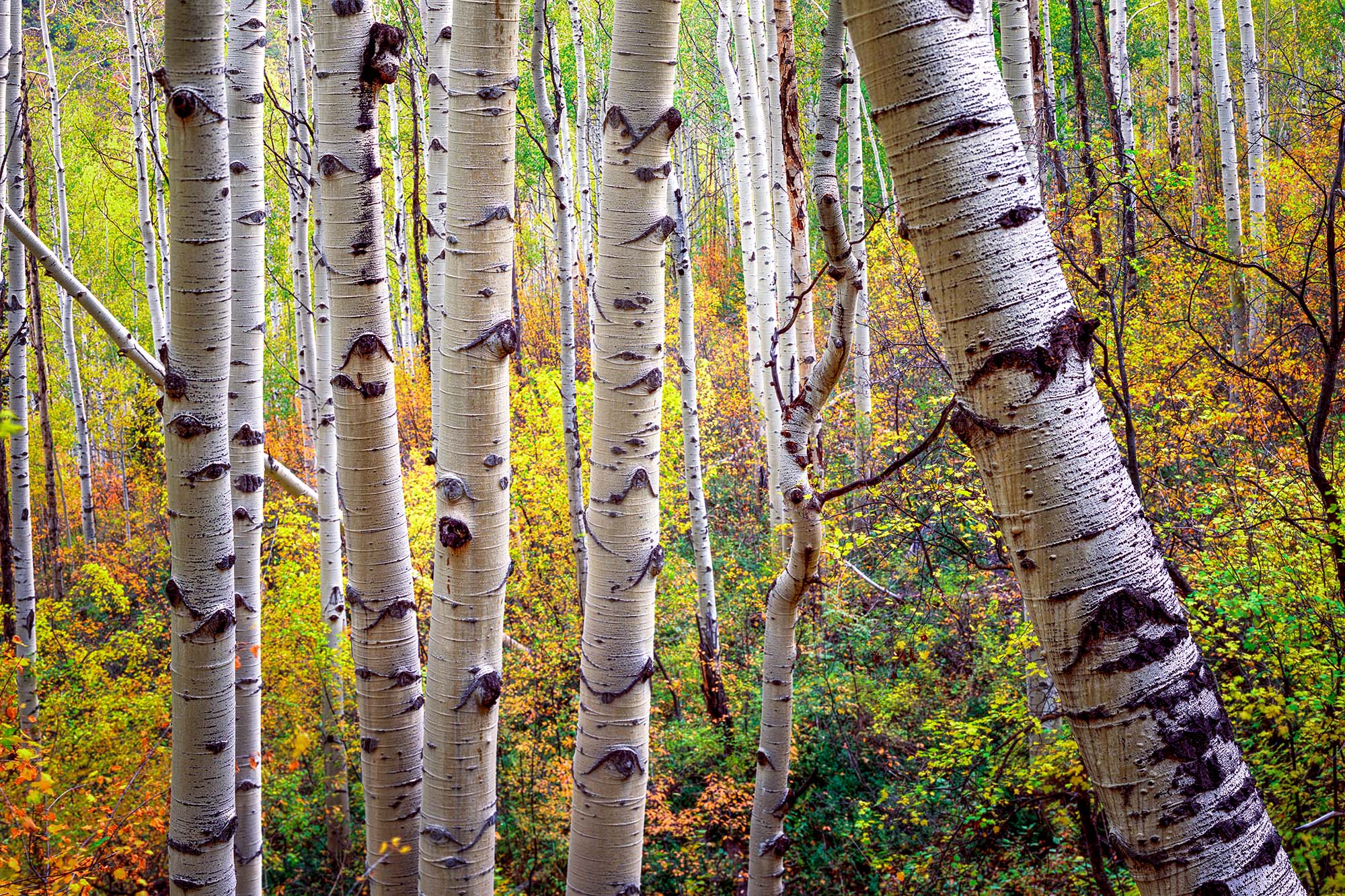 Cross Section of Aspens This image, captured in the aspen forests near Marble, Colorado, reveals a captivating cross-section of aspen trunks. Layers...